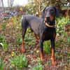 TULIO, unser bildhübscher Doberbube