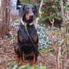 TULIO, unser bildhübscher Doberbube