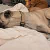 Kangal Mischling Cognac sucht zuhause