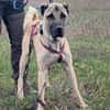 Kangal Mischling Cognac sucht zuhause