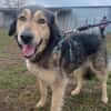 ❤Herzhund sucht Seelenmensch...