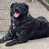 Seelenhund sucht Traum zu Hause