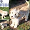 FIBI -rundum tolles Hundekind-