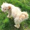 FIBI -rundum tolles Hundekind-