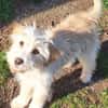 FIBI -rundum tolles Hundekind-