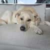 Sammy Labrador HSH Hund sucht ein Zuhaus
