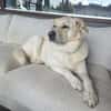 Sammy Labrador HSH Hund sucht ein Zuhaus