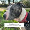 stella