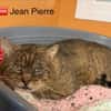 Jean pierre