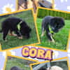 süßes Welpenmädchen Cora auf PS 92348