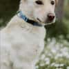 LIMA - geb. ca. 04/2023 - Labrador Mix