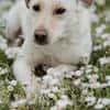 LIMA - geb. ca. 04/2023 - Labrador Mix