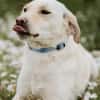 LIMA - geb. ca. 04/2023 - Labrador Mix