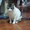 MILOW