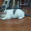 MILOW