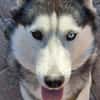 Rust, lieber Husky sucht neues Zuhause