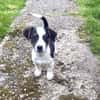 Cosmo ein kleiner Jack Russel Mix