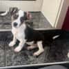 Cosmo ein kleiner Jack Russel Mix