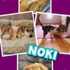 kleiner süßer Noki auf PS in 14513