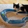 Sanfte Katze Inky sucht ihr Zuhause