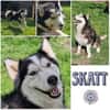 SKATT * freundliche Husky-Mix-Dame