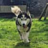 SKATT * freundliche Husky-Mix-Dame