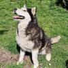 SKATT * freundliche Husky-Mix-Dame