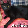 Anthéa