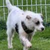 Nussini Terriermix / PLZ 82284
