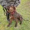 Gypsy - lernwillig und aktive Lady