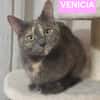 VENICIA