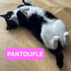 PANTOUFLE