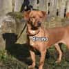 BRUNO