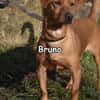 BRUNO
