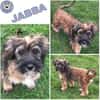 JABBA -rundum tolles Hundekind-