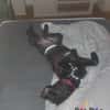 Hundekind Joker auf Pflegestelle