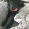 Hundekind Joker auf Pflegestelle