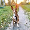 IVY, w., geb. 01/2021, Podenco-Mix