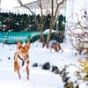 IVY, w., geb. 01/2021, Podenco-Mix