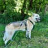Stella 6 Jahre Schäfi mix