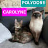 CAROLYNE ET POLYDORE