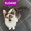 SLOANE