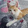 Kletterkatze Maverick sucht Zuhause!