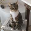 Schmusekater Rico sucht Zuhause