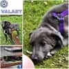 VALARY -rundum tolles Hundekind-