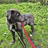 VALARY -rundum tolles Hundekind-