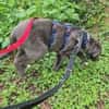VALARY -rundum tolles Hundekind-