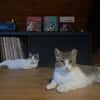 Luna und Chrysa aus dem Tierschutz