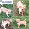SAMSI -rundum tolles Hundekind-