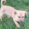 SAMSI -rundum tolles Hundekind-